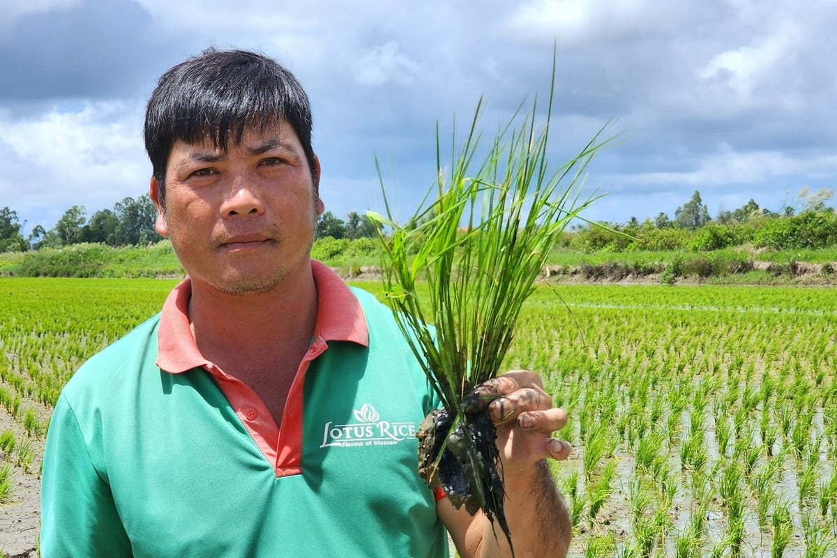 Vùng lúa - tôm ở khu vực bán đảo Cà Mau được đánh giá có điều kiện thuận lợi trồng lúa thơm ST24, ST25. Ảnh: Kim Anh.