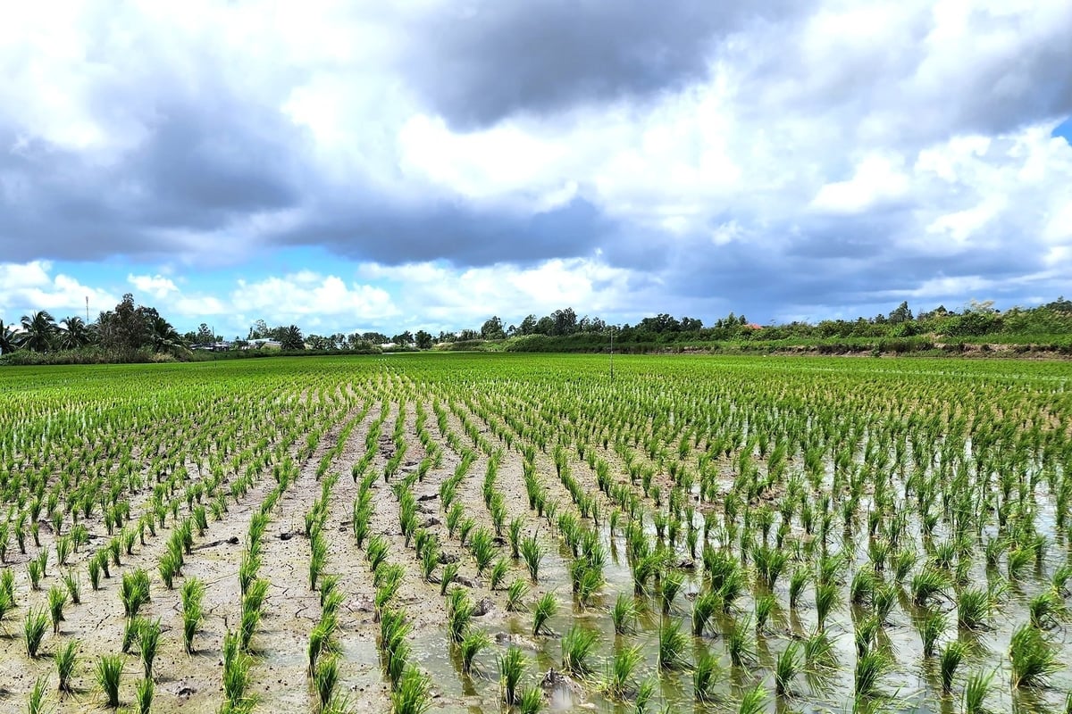 Giải pháp rút khô nước giữa và cuối vụ trong mô hình lúa - tôm ngày càng được hoàn thiện. Ảnh: Kim Anh.