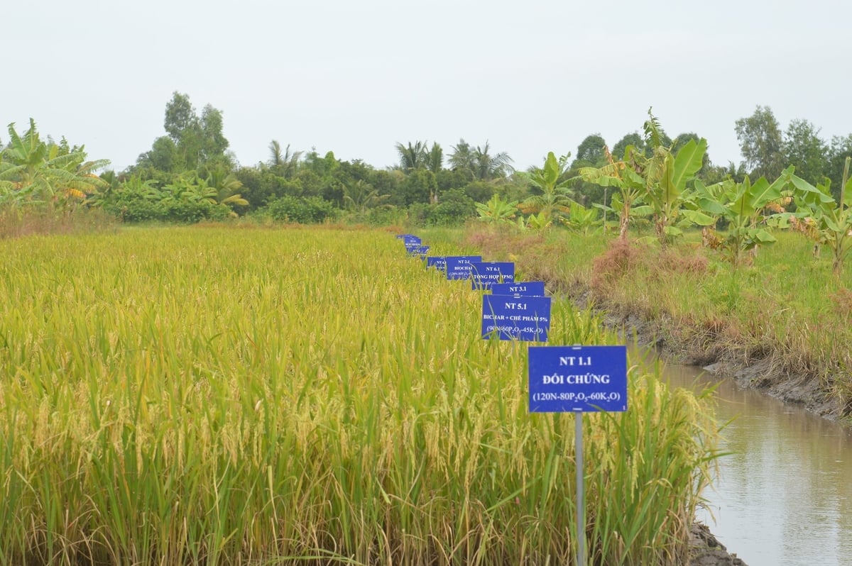 Mô hình ruộng thí nghiệm các biện phán phòng trừ tuyến trùng ký sinh trên cây lúa tại Hợp tác xã Nông nghiệp Thạnh Hòa. Ảnh: Trung Chánh.