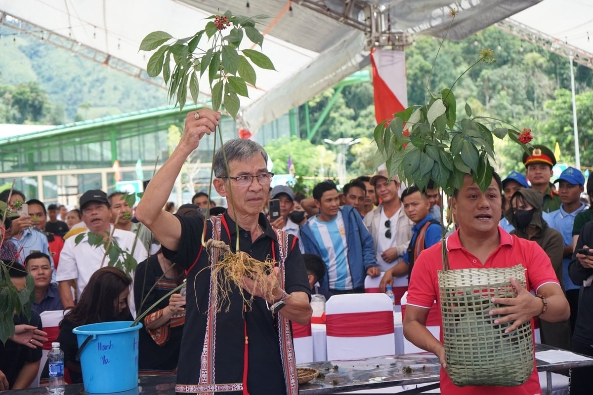 TP Đà Nẵng sẽ dời thời gian tổ chức lễ hội sâm Ngọc Linh và dược liệu sang năm 2026. Ảnh: L.K.