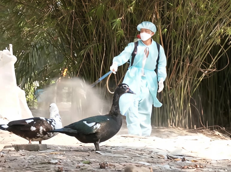 Ngành Chăn nuôi và Thú y Đồng Tháp đã cấp phát 1.752,1 lít thuốc sát trùng cho các địa phương. Ảnh: Minh Đảm.