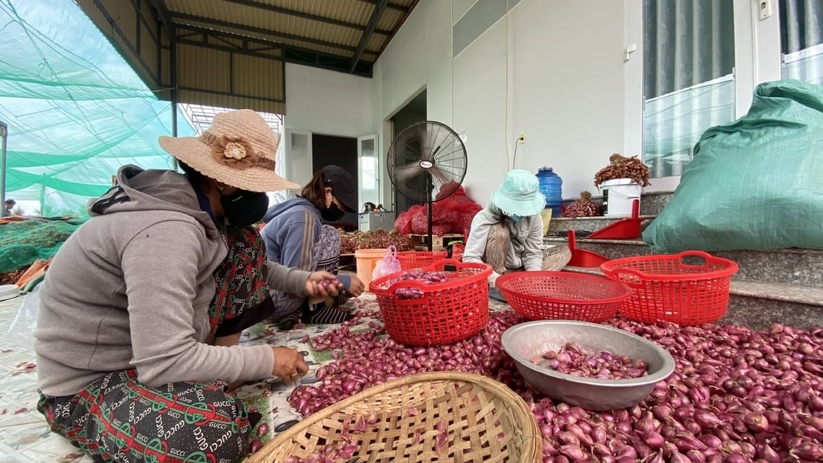 Cây hành tím đã trở thành nghề truyền thống mang lại thu nhập chính cho nông dân huyện Ninh Hải (cũ). Ảnh: Nguyễn Cơ.