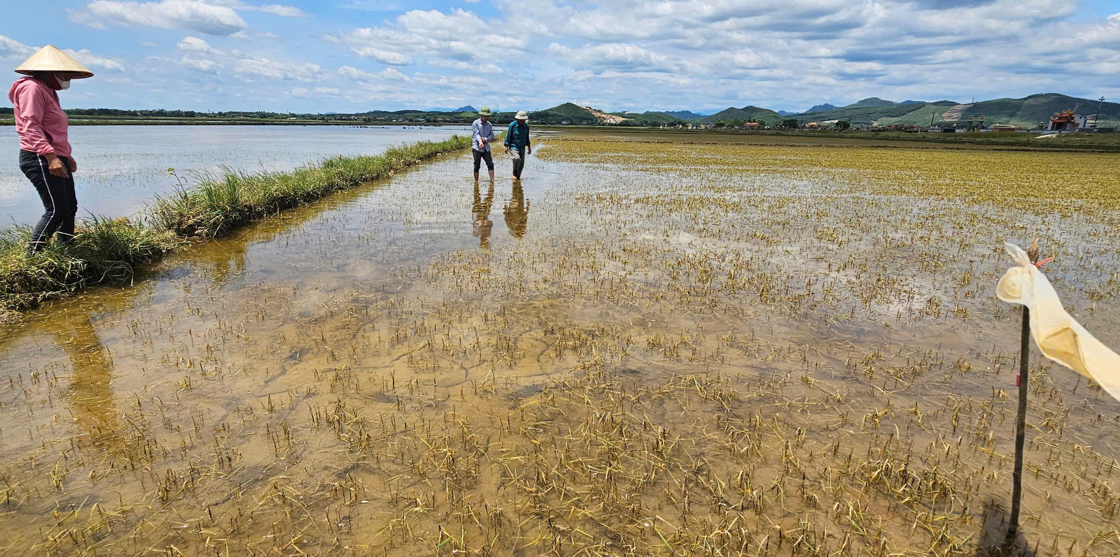 Nhiều diện tích lúa hè thu bị ngập lũ phải bỏ trắng tại Quảng Bình. Ảnh: Tâm Đức.