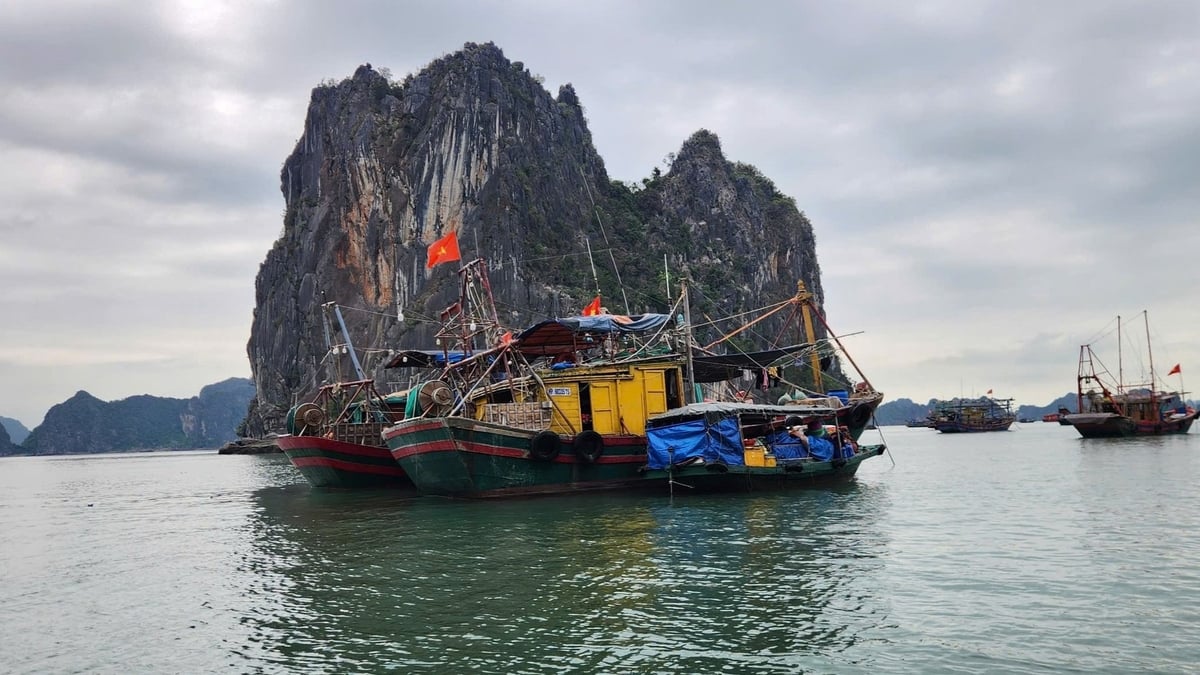 Quảng Ninh có 5 khu neo đậu được công bố đủ điều kiện hoạt động, công suất khoảng 1.700 tàu, chỉ đáp ứng được gần 30% nhu cầu toàn tỉnh. Ảnh: Nguyễn Thành.