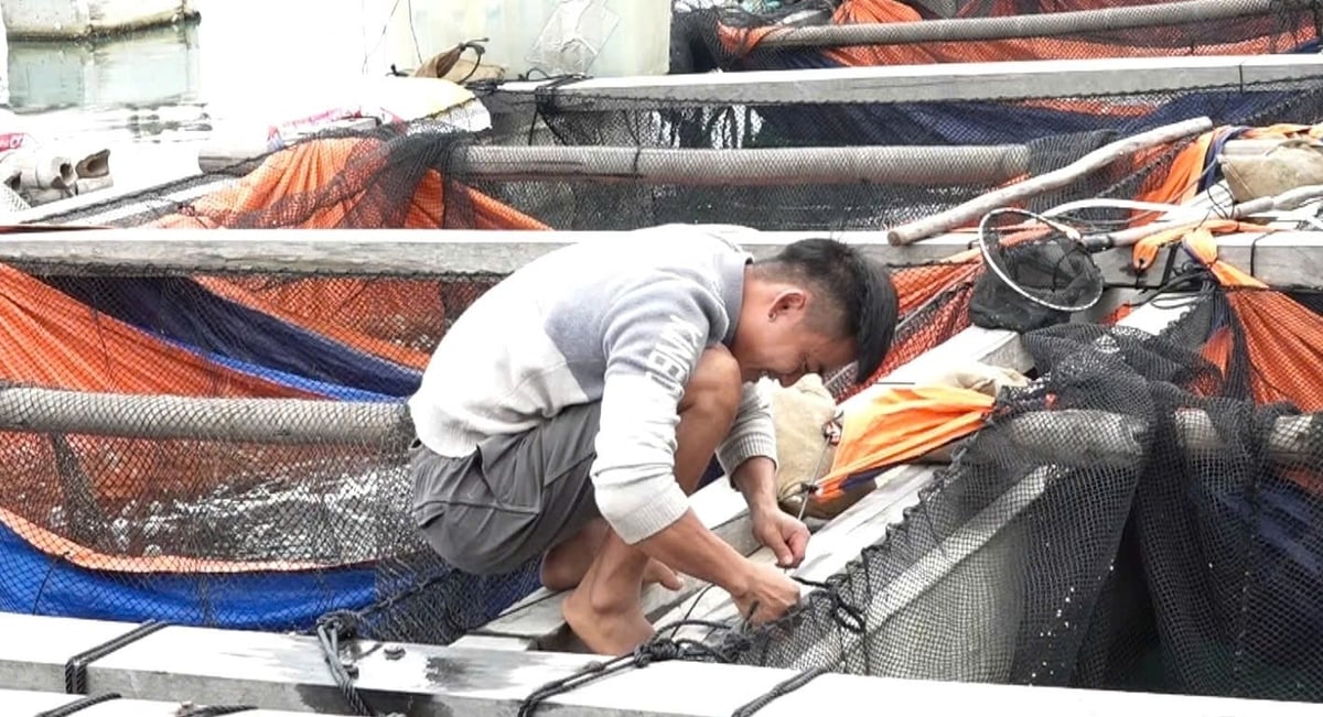 Anh Phạm Văn Thường chằng buộc lại các ô lồng nuôi cá. Ảnh: Nguyễn Thành. Anh Phạm Văn Thường chằng buộc lại các ô lồng nuôi cá. Ảnh: Nguyễn Thành.