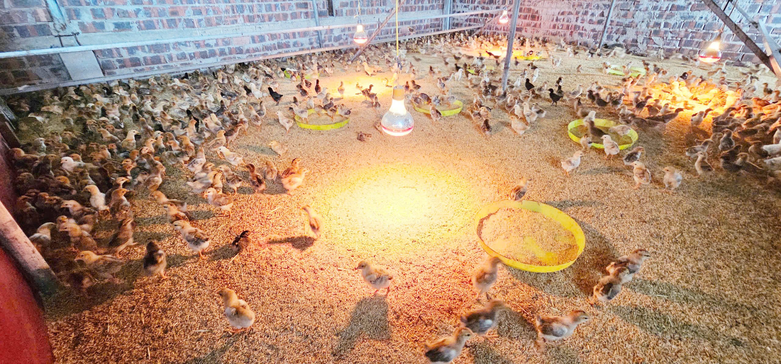 Gà giống được nuôi úm tại trang trại. Ảnh: T. Phùng.