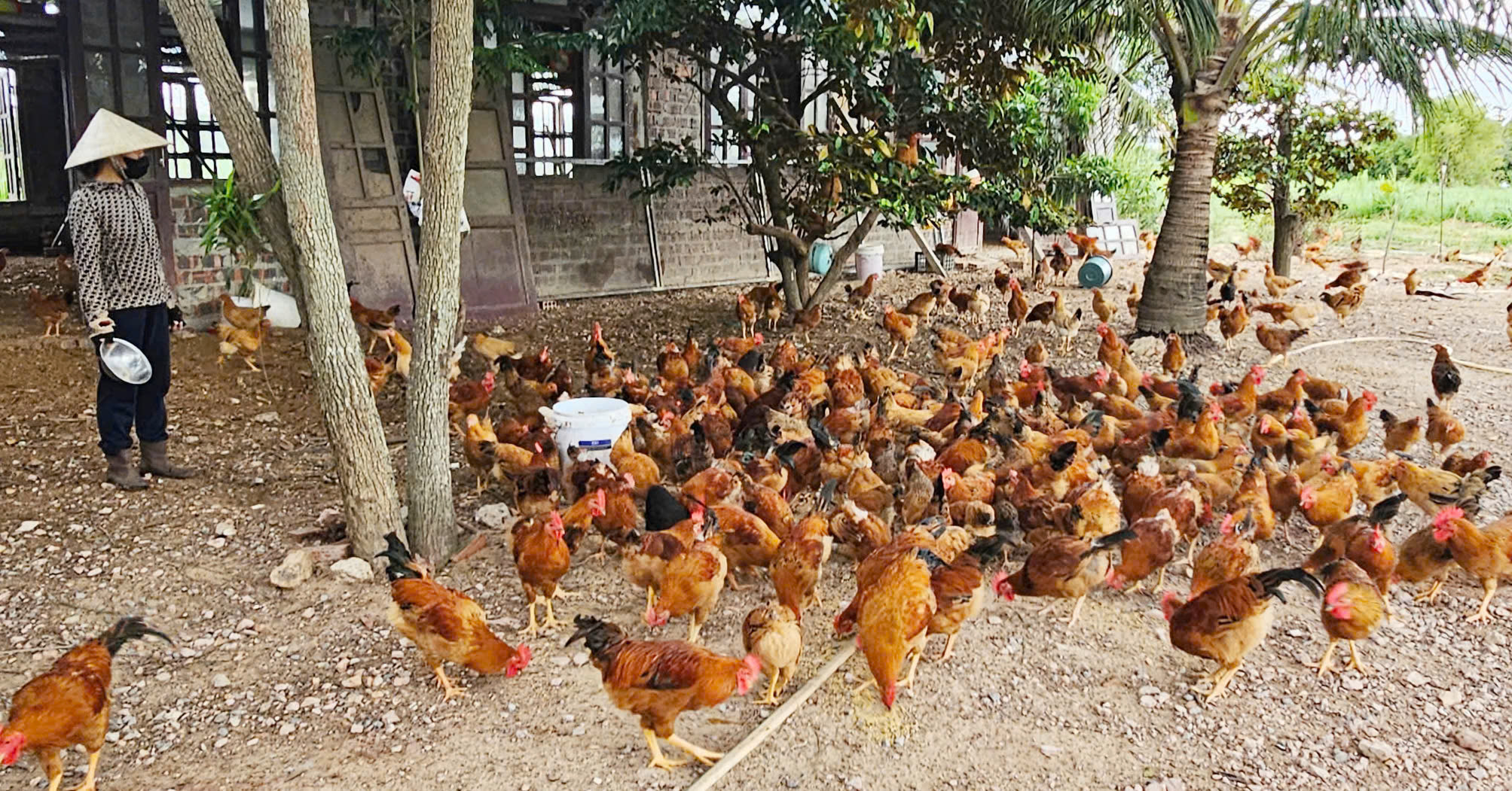 Gà nuôi thả vườn luôn khỏe mạnh và cho chất lượng thịt cao. Ảnh: T. Phùng.