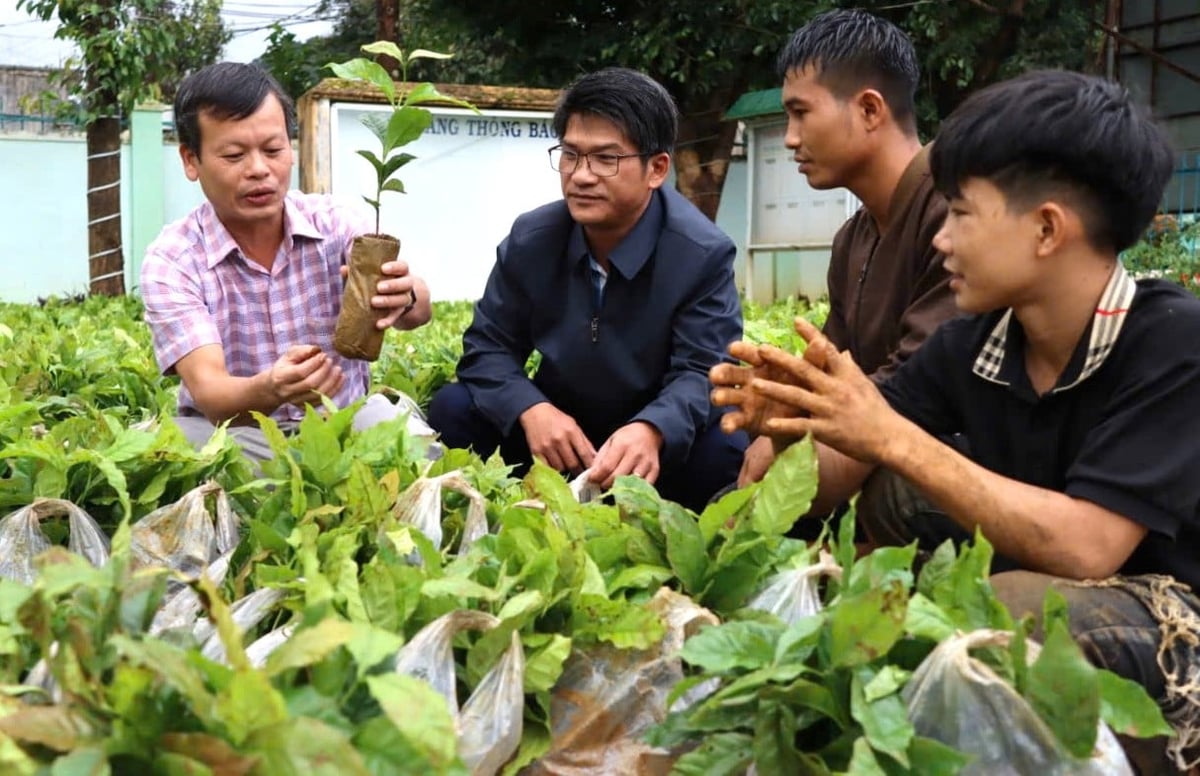 UBND xã Tu Mơ Rông hỗ trợ cây giống cà phê cho người dân. Ảnh: Tuấn Anh.