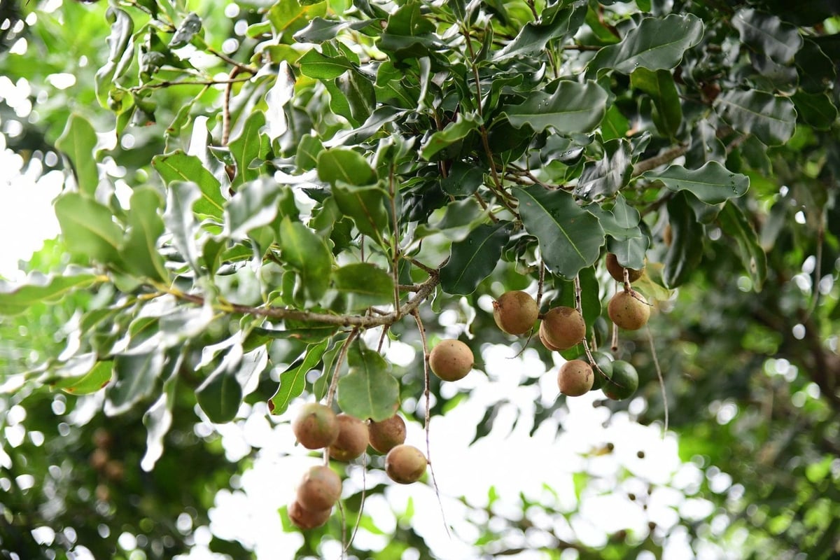 Những năm qua cây mắc ca đã giúp nhiều nông dân vùng sâu, vùng xa, vùng đặc biệt khó khăn thoát nghèo. Ảnh: VL.