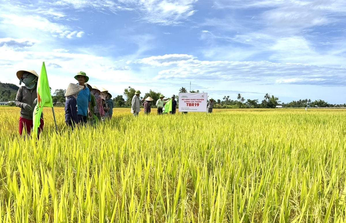 Mô hình khảo nghiệm giống lúa TBR19 lần đầu được Công ty TNHH ThaiBinh Seed - Miền Trung - Tây Nguyên triển khai tại tỉnh Quảng Ngãi. Ảnh: L.K.
