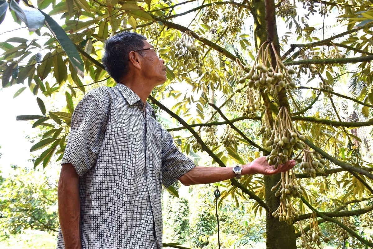 Vùng trung du Nam Trung Bộ khí hậu giao thoa giữa hai vùng Duyên hải Nam Trung Bộ và Tây Nguyên nên cần có quy trình canh tác riêng để phát huy hiệu quả. Ảnh: V.Đ.T.
