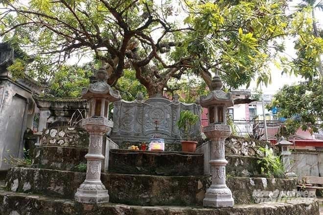 Cây nhãn tổ ở chùa Hiến, phường Hồng Châu. Ảnh: Sở NN-MT Hưng Yên. Cây nhãn tổ ở chùa Hiến, phường Hồng Châu. Ảnh: Sở NN-MT Hưng Yên.