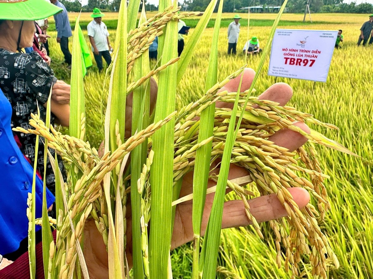 Lúa TBR97 khoe hạt trong mô hình trình diễn tại cánh đồng thôn Trinh Long Khánh (xã An Lương, Gia Lai). Ảnh: V.Đ.T.