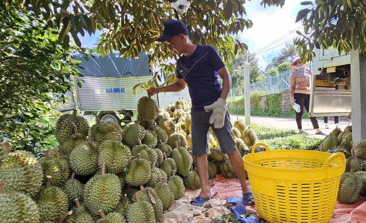 Giá sầu riêng ở Khánh Sơn năm nay giảm khoảng 50% so với cùng kỳ năm trước. Ảnh: Kim Sơ.