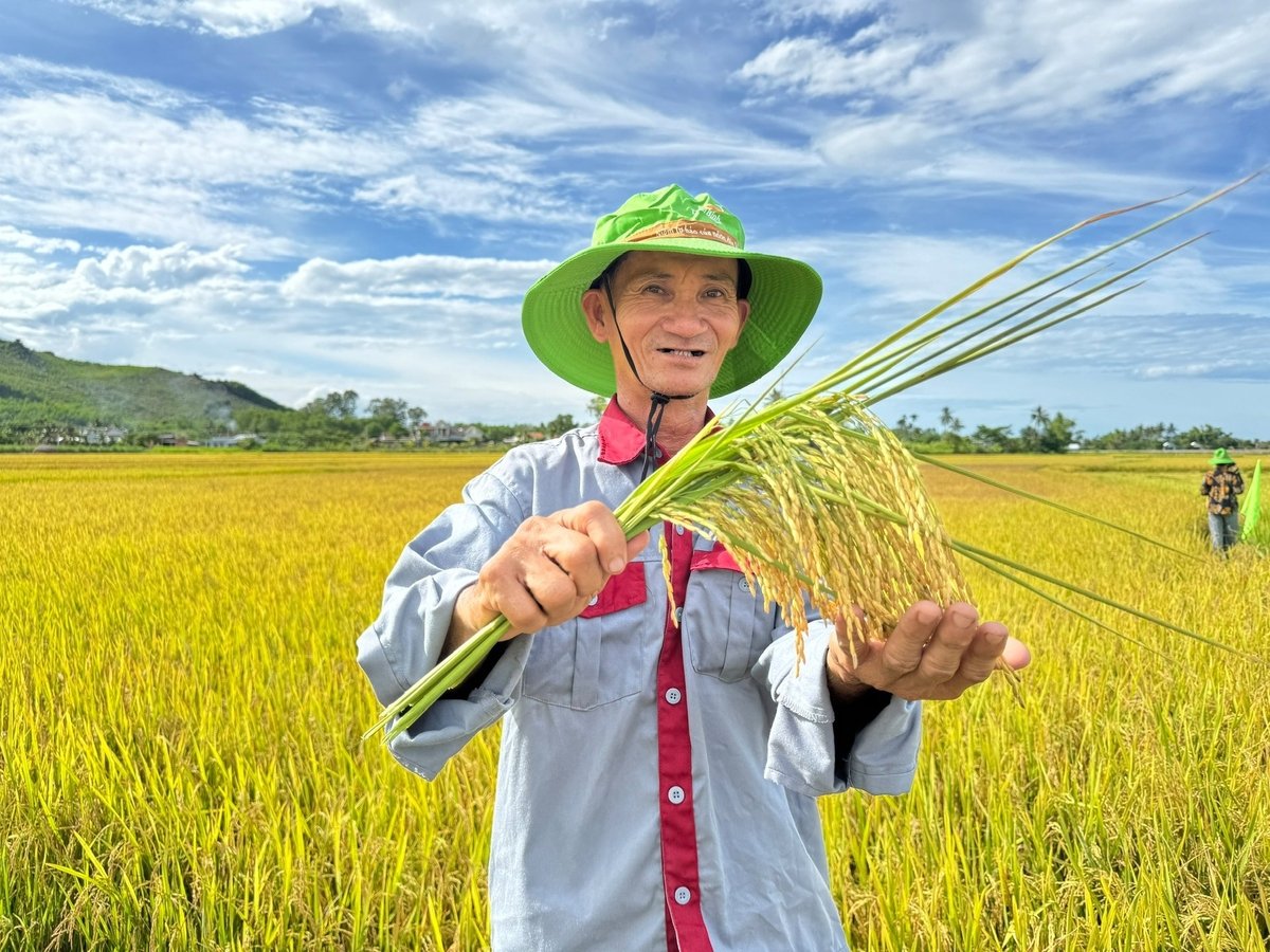 Nông dân Quảng Ngãi hào hứng trước những đặc tính nổi trội mà giống lúa TBR19 thể hiện trong vụ khảo nghiệm đầu tiên. Ảnh: L.K.
