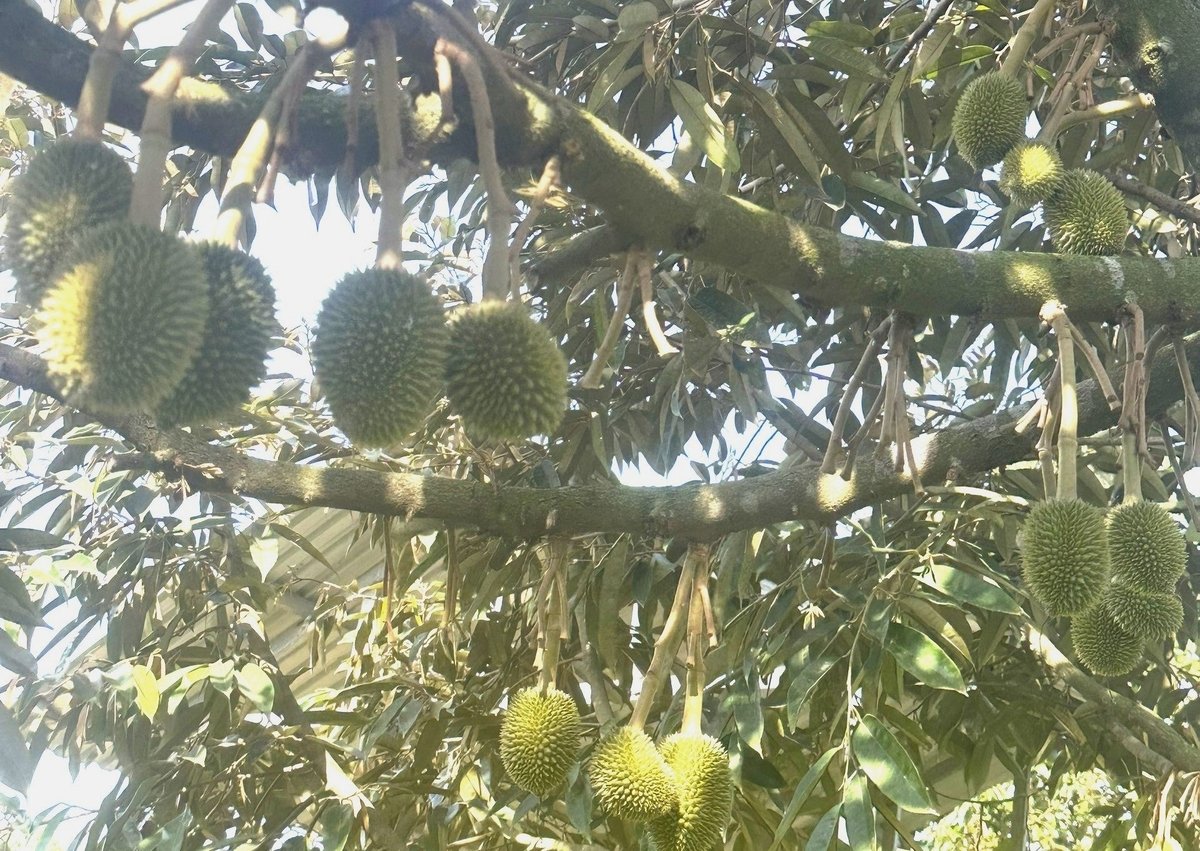 Sầu riêng ở vùng trung du Nam Trung Bộ ra hoa, đậu quả và thu hoạch muộn hơn các vùng khác từ 1-2 tháng nên không lo về đầu ra. Ảnh: V.Đ.T.