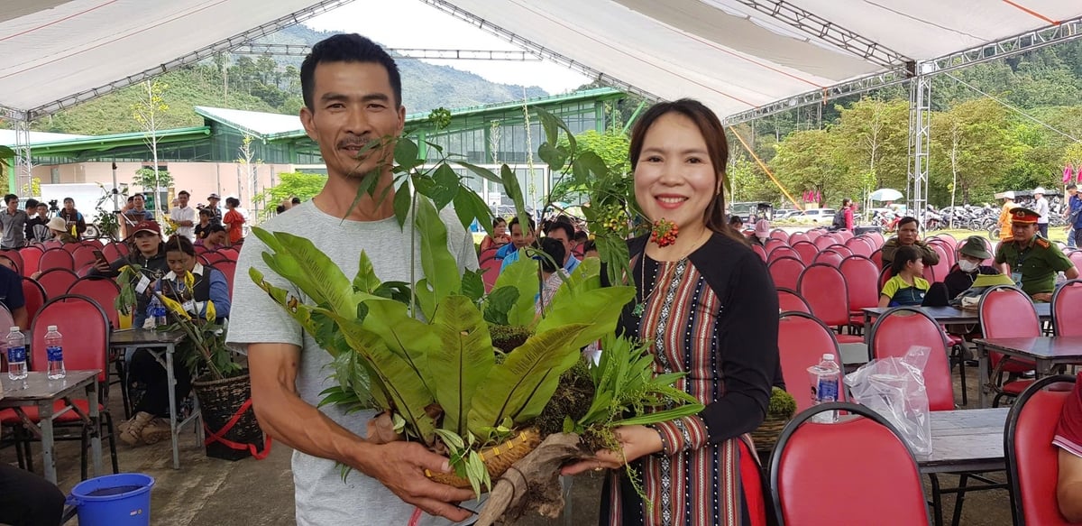 Hội thi thu hút 200 cây sâm Ngọc Linh ở nhiều địa phương trên địa bàn TP Đà Nẵng tham gia tranh tài. Ảnh: NTM.