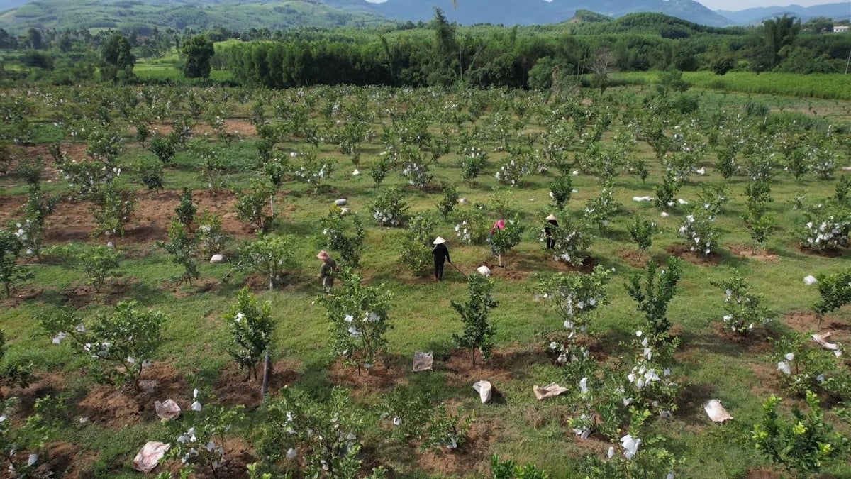 Anh Thơ chuyển đổi đồi keo, mỳ kém hiệu quả sang trồng cây ăn quả. Ảnh: Võ Hà.