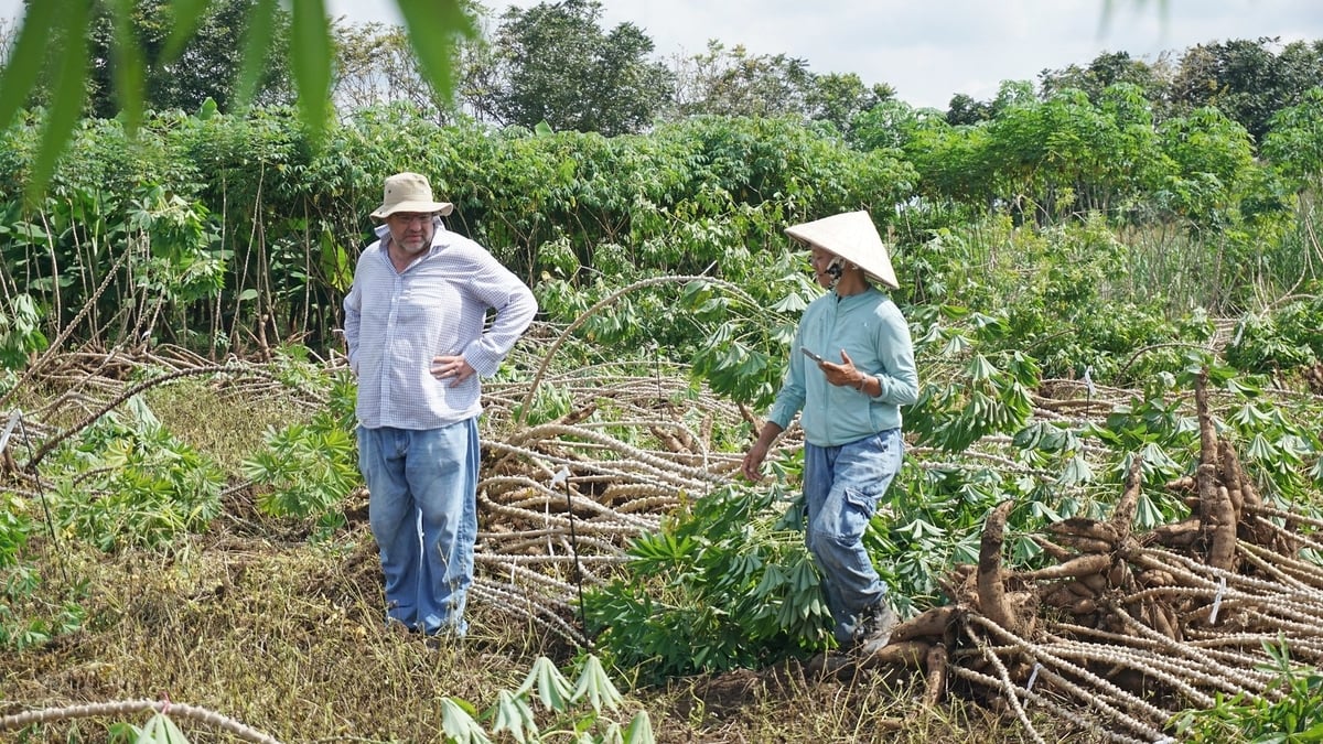 Những giống sắn mới với năng suất, hàm lượng tinh bột cao và chống chịu sâu bệnh hại đang được các chuyên gia từ CIAT và Nghiên cứu Thực nghiệm Nông nghiệp Hưng Lộc khảo nghiệm trong khuôn khổ dự án tại Đồng Nai và Tây Ninh. Ảnh: Ngọc Hùng – HARC.