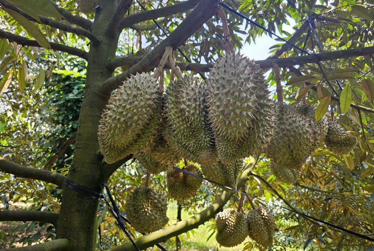 Sầu riêng Khánh Sơn được đánh giá ngon hơn nhiều nơi khác. Ảnh: Kim Sơ.