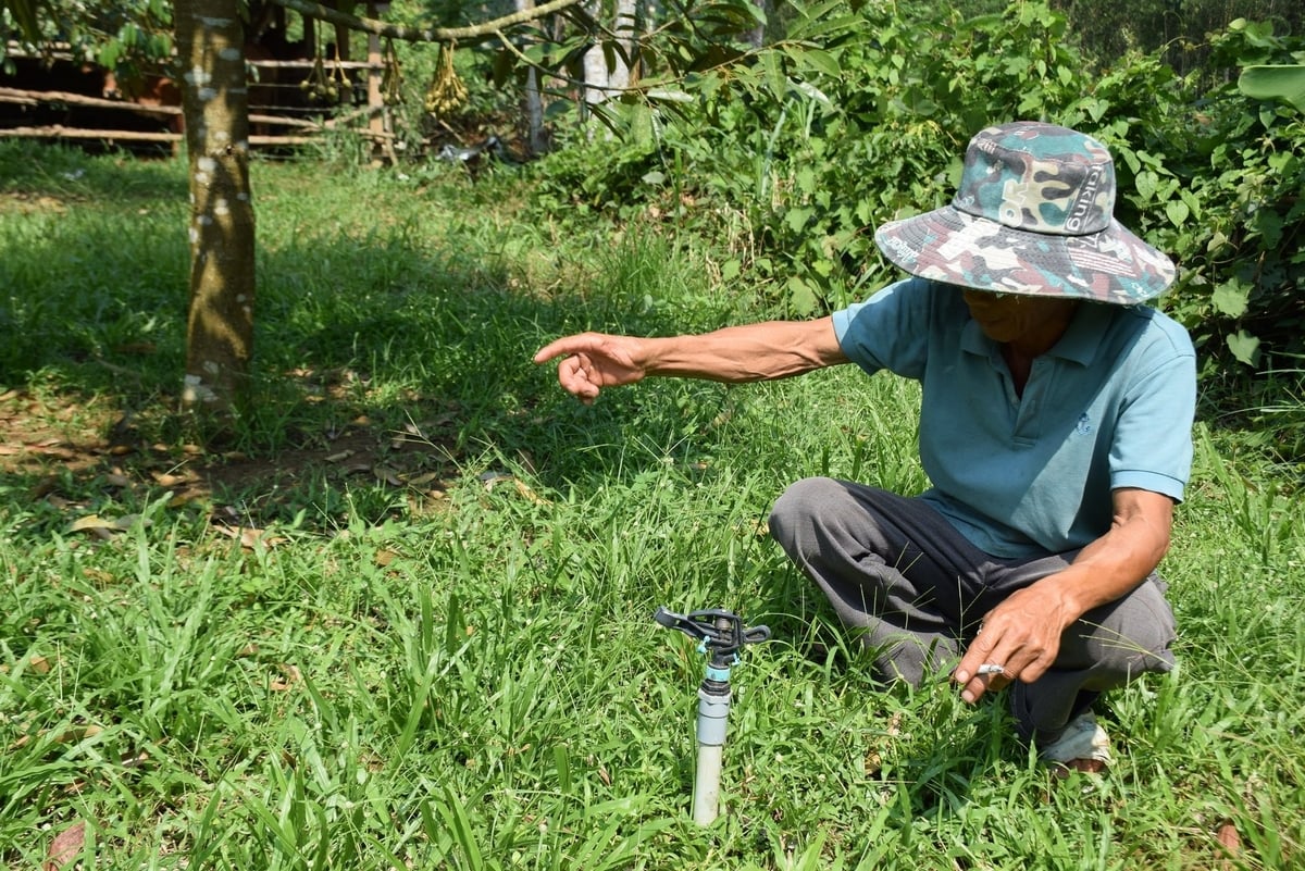 Đất trồng sầu riêng ở vùng Nam Trung Bộ cần duy trì độ ẩm, nhưng lượng nước tưới vừa đủ, không để xảy ra hiện tượng úng. Ảnh: V.Đ.T.
