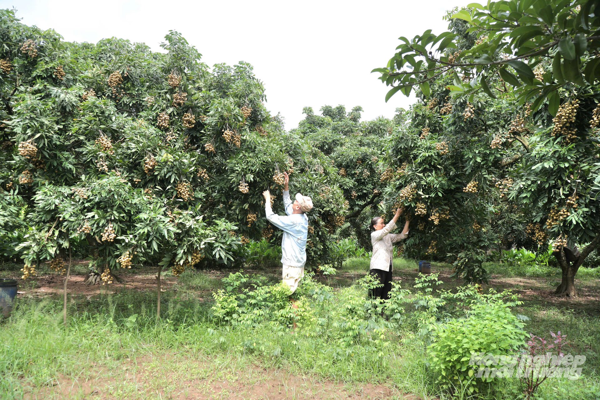 Nhãn ở Hưng Yên bắt đầu chín rộ. Ảnh: Hải Tiến. Nhãn ở Hưng Yên bắt đầu chín rộ. Ảnh: Hải Tiến.