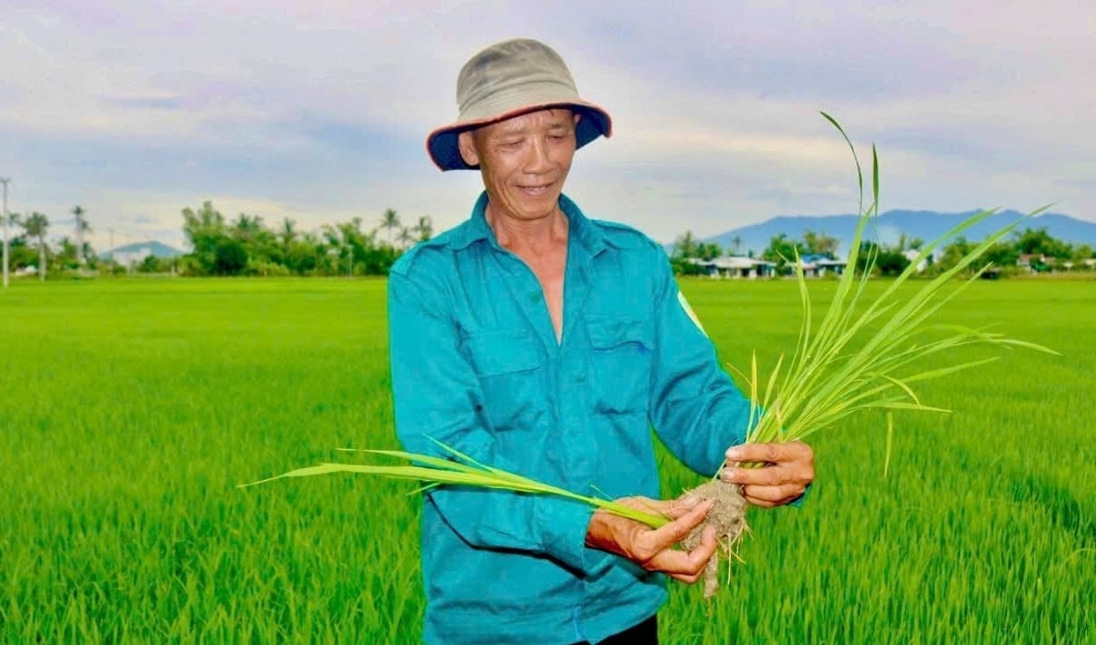 Ông Bùi Văn Thuyền cho biết, nhờ điều tiết nước kịp thời nên lúa hè thu hiện sinh trưởng và phát triển tốt. Ảnh: Kim Sơ.