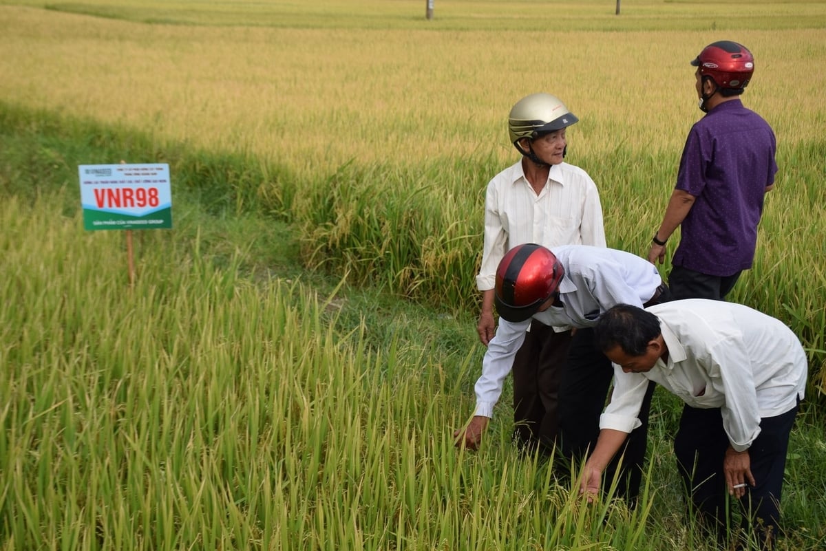 Nông dân tham quan mê mẩn với cây lúa VNR98. Ảnh: V.Đ.T.