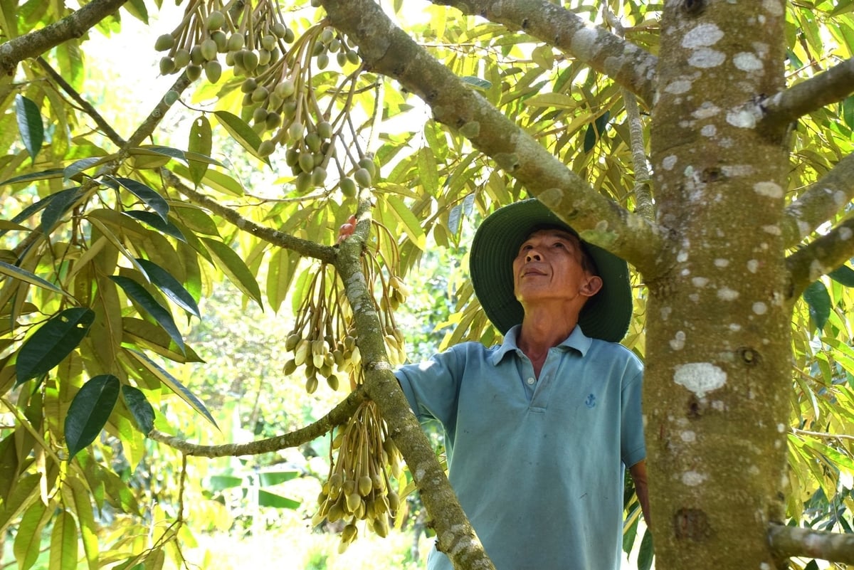 Cây sầu riêng cần tỉa cành, tạo tán để lấy không gian cho cây quang hợp. Ảnh: V.Đ.T.