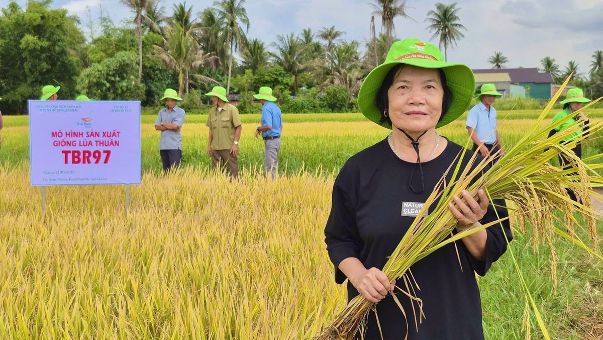 Chị Nguyễn Thị Sơn ở khu phố Phước Dĩnh (phường Hoài Nhơn Bắc) đã gắn bó với giống TBR97 bốn năm nay. Ảnh: V.Đ.T.