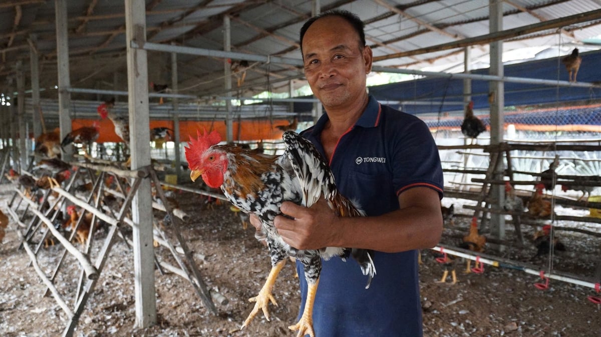 Nhờ chăn nuôi hướng an toàn sinh học, thương hiệu 'gà ta Tây Ninh' của ông Duy luôn đắt hàng. Ảnh: Trần Trung.