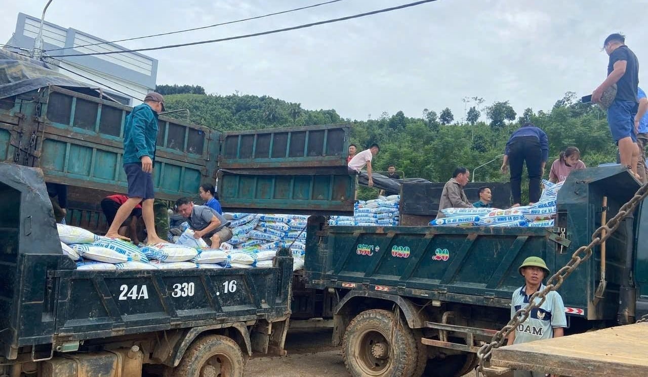 Người dân nhận và vận chuyển phân bón về chăm sóc quế. Ảnh: Lưu Hòa.