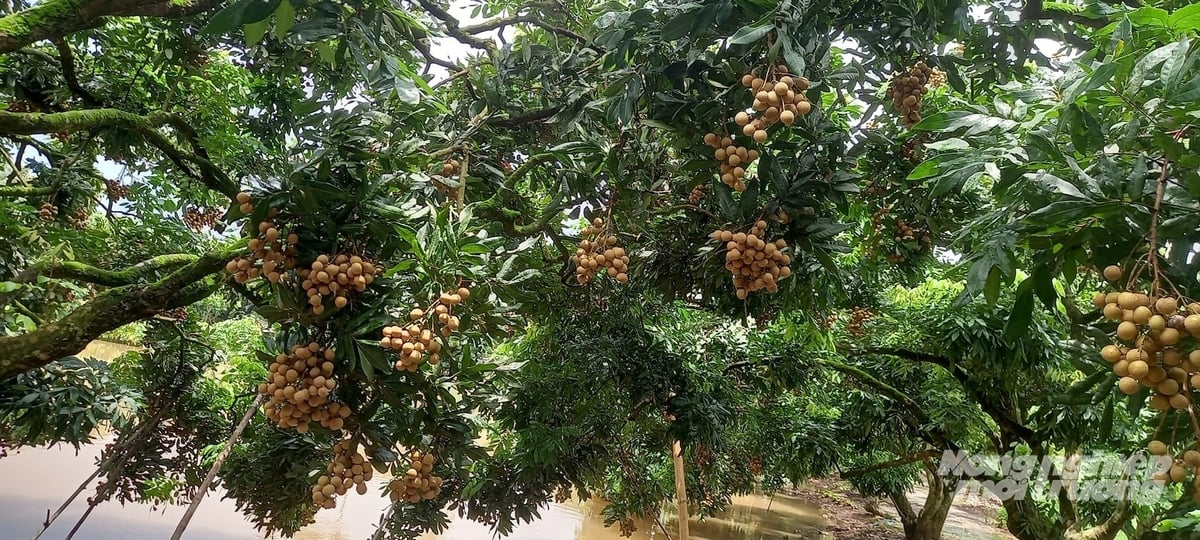 Chùm nhãn sai lúc lỉu. Ảnh: Hải Tiến. Chùm nhãn sai lúc lỉu. Ảnh: Hải Tiến.