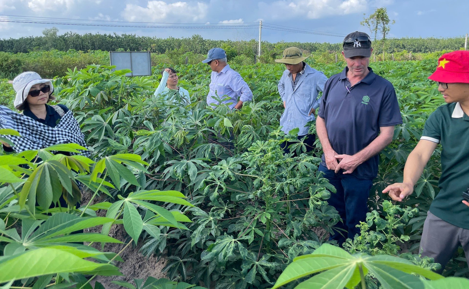 Các chuyên gia của ACIAR, CIAT và các nhà khoa học Việt Nam cùng thảo luận trên đồng ruộng, minh chứng cho sự hợp tác quốc tế hiệu quả trong việc phát triển ngành sắn. Ảnh: Thu Hương – HARC.