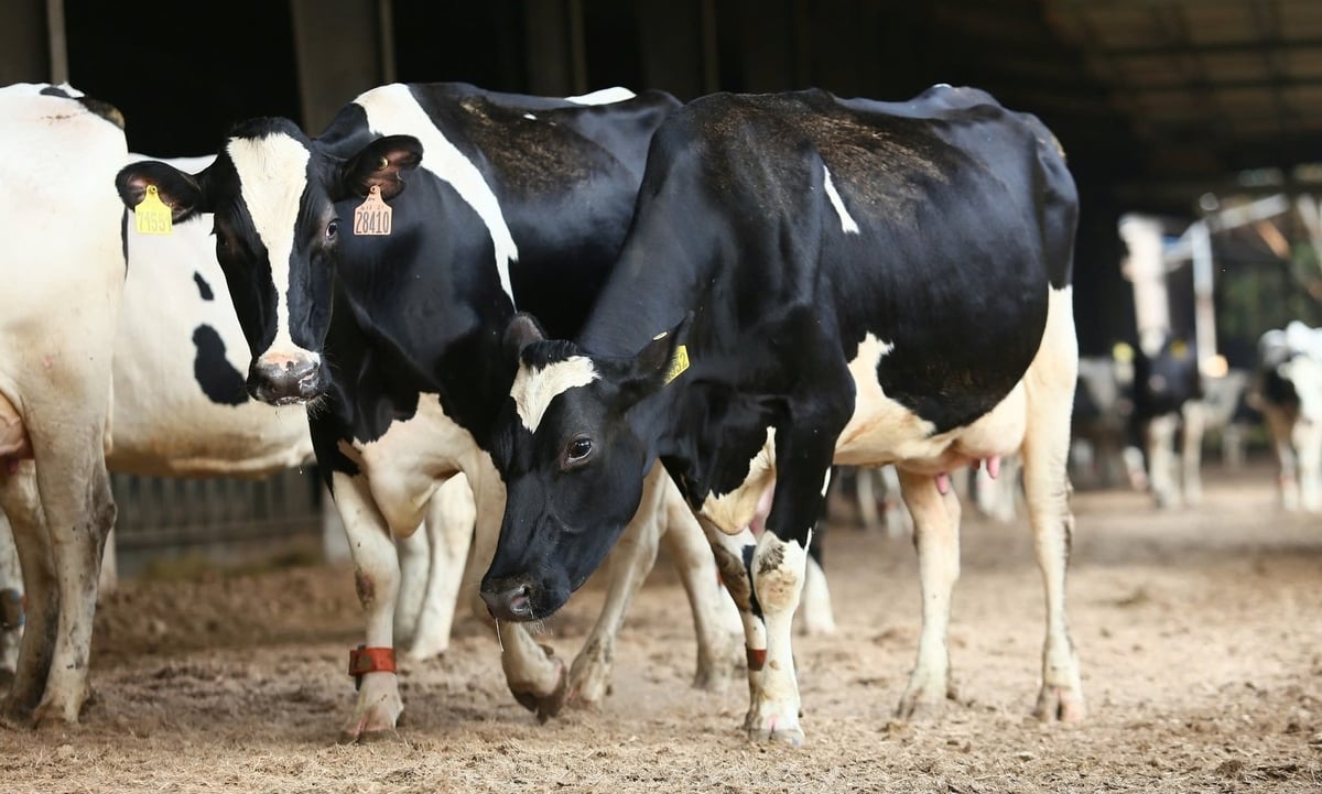 Sự nhập cuộc của những doanh nghiệp lớn mạnh như Tập đoàn TH đã nâng tầm diện mạo ngành chăn nuôi Nghệ An cũng như cả nước. Ảnh: Việt Khánh.