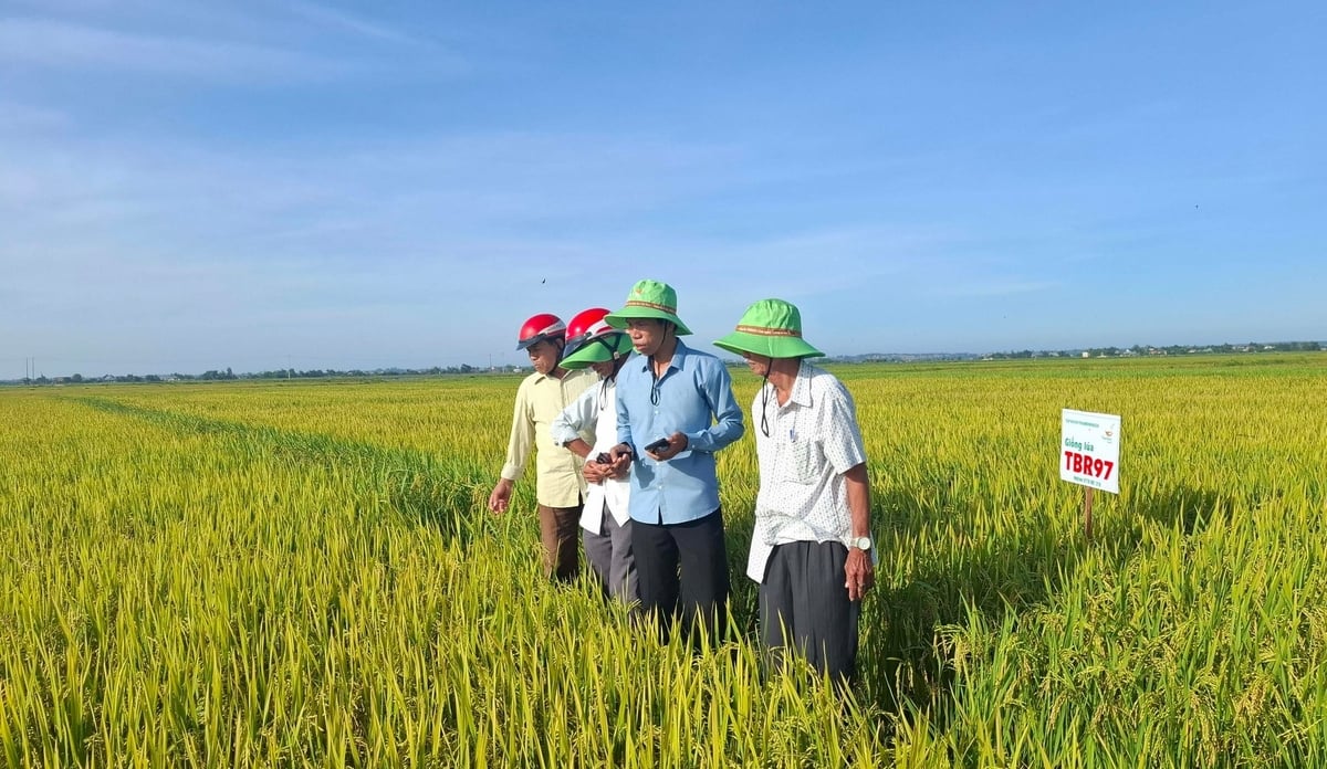 Giống lúa TBR97 đã được TP Huế đưa vào cơ cấu giống của địa phương. Ảnh: Văn Dinh.