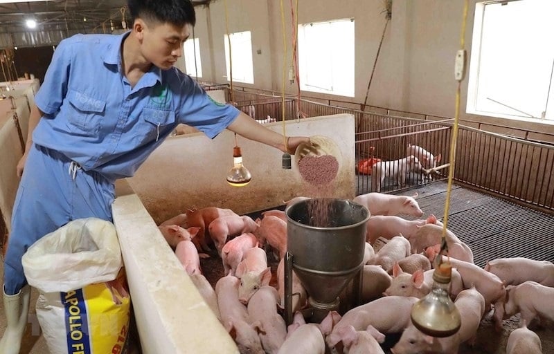 Ngành chăn nuôi kiến nghị sửa Luật Thuế VAT, miễn thuế cho nguyên liệu, giống và sản phẩm chăn nuôi. Ảnh: HT.