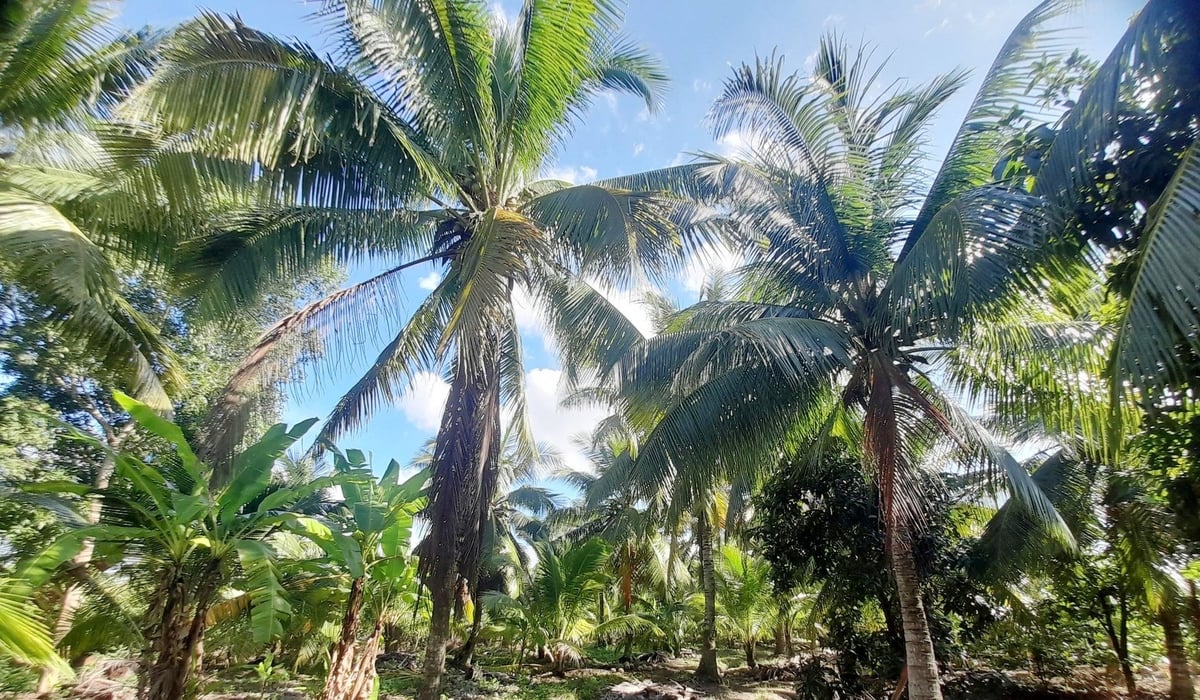 Theo kế hoạch từ nay đến năm 2030, tỉnh Vĩnh Long sẽ mở rộng diện tích trồng dừa từ gần 120.000 ha lên khoảng 132.000 ha. Ảnh: Lê Hùng.