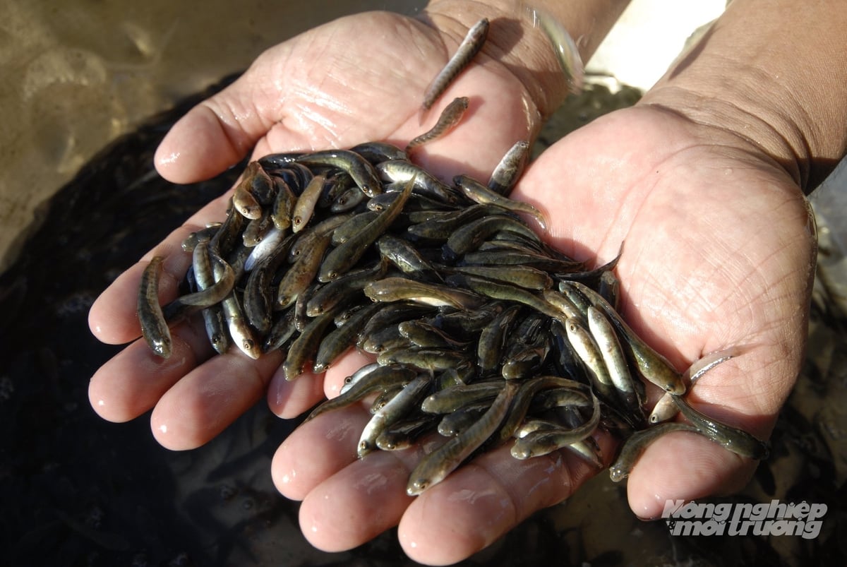 Cá giống được tuyển chọn trước khi xuất bán cho nông dân thả nuôi đầu mùa lũ ở ĐBSCL. Ảnh: Lê Hoàng Vũ.