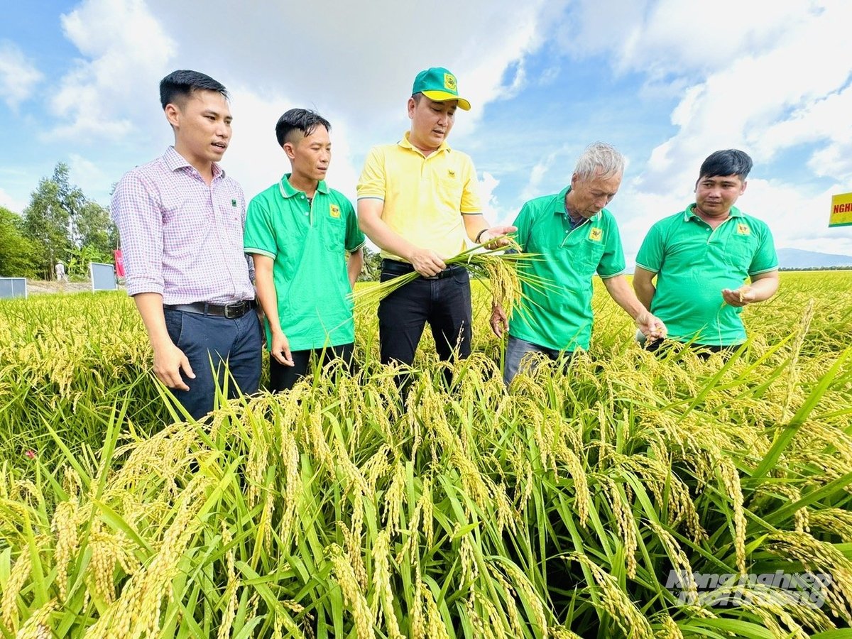 Tại HTX nông nghiệp Vinacam Hòn Đất, nông dân canh tác lúa giảm phát thải giúp lợi nhuận cao hơn 6 triệu đồng/ha. Ảnh: Lê Hoàng Vũ.