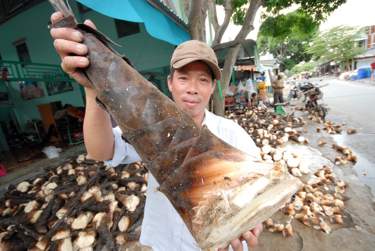 Nông dân thu hoạch măng tre mang về tiêu thụ ở chân núi Cấm. Ảnh: Lê Hoàng Vũ. 