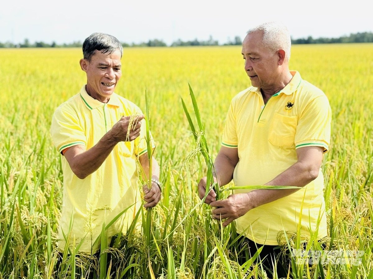 Nhờ giảm lượng giống gieo sạ còn 70 kg/ha, cây lúa phát triển rất tốt, ít sâu bệnh. Ảnh: Lê Hoàng Vũ.