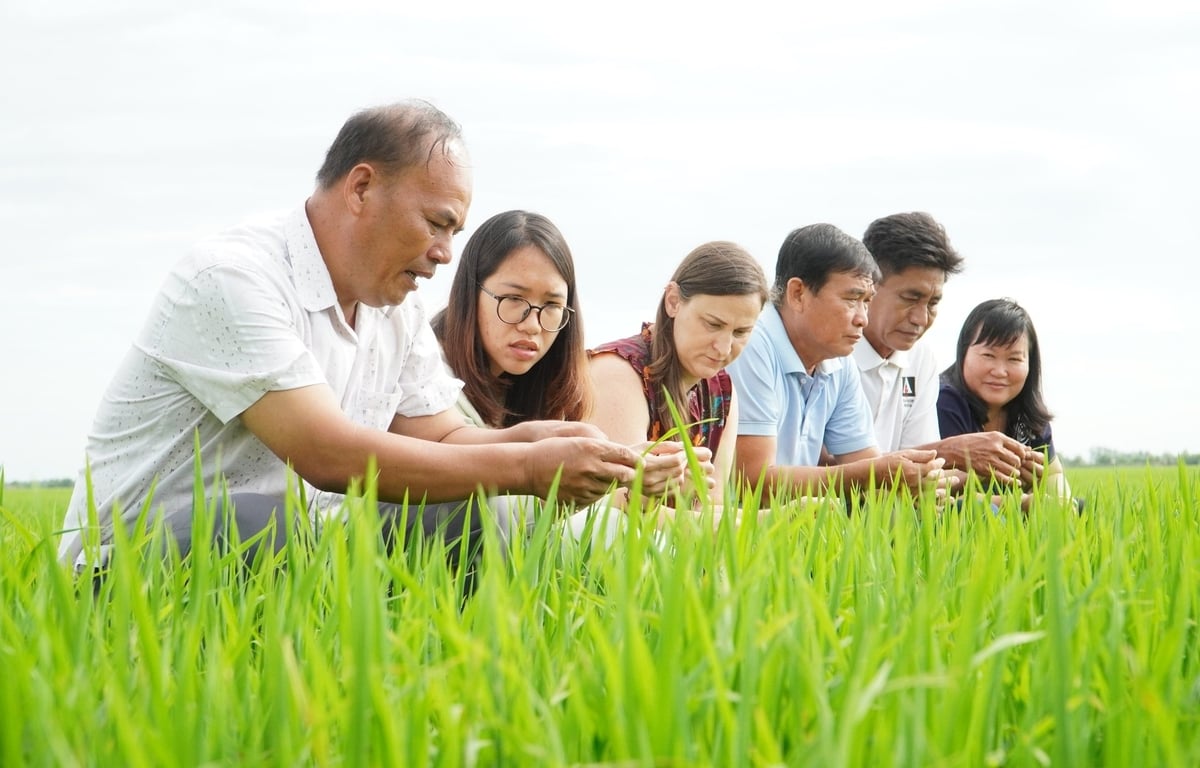 Với diện tích đất trồng trọt mở rộng sau sáp nhập, TP Cần Thơ cần một lực lượng lớn cán bộ chuyên ngành trồng trọt và bảo vệ thực vật. Ảnh: Kim Anh.