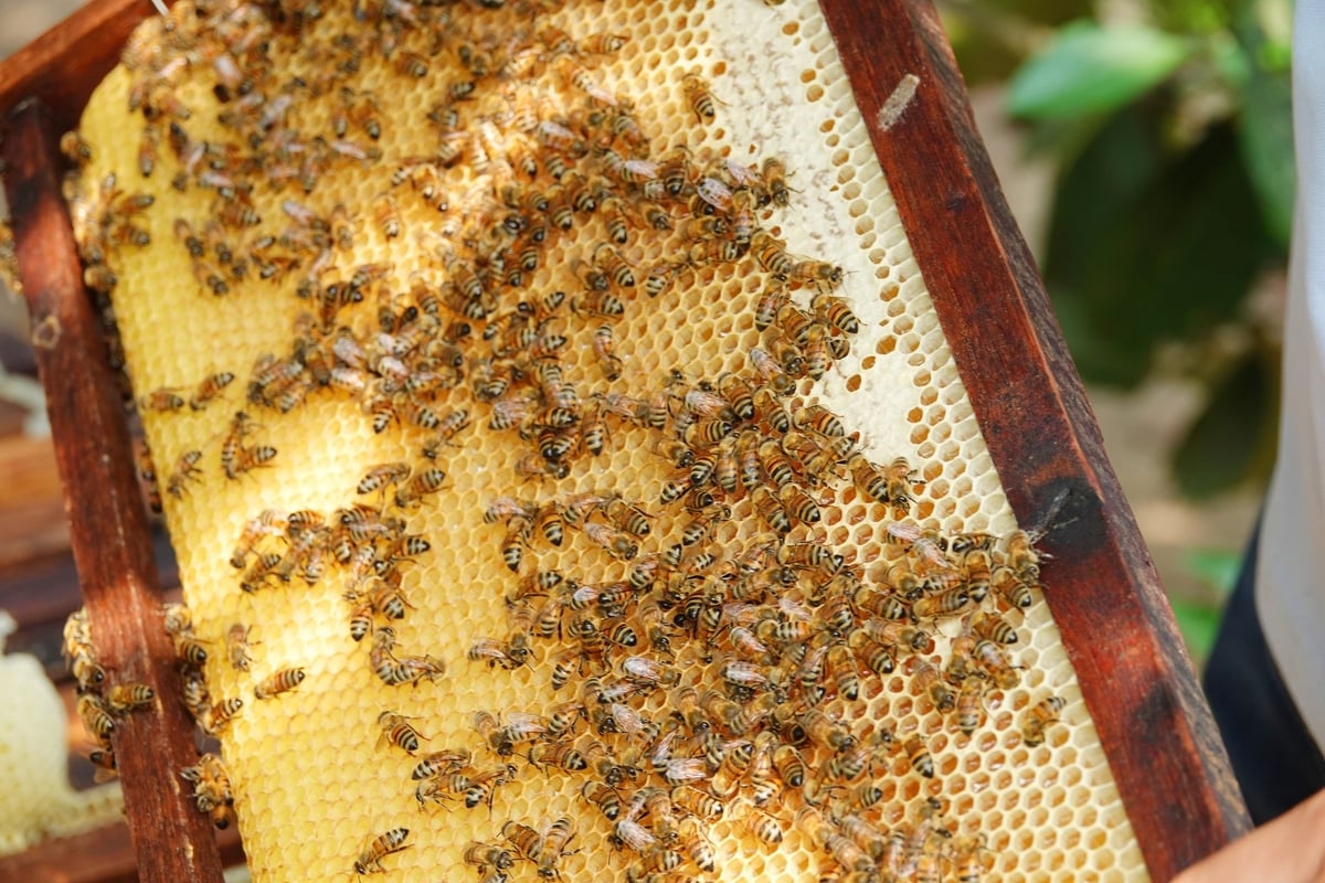 Mật ong được khai thác khi tổ ong đã bịt nắp hoàn toàn, giúp giữ trọn độ đặc và hương vị nguyên bản từ hoa tràm rừng. Ảnh: Lê Hoàng Vũ.