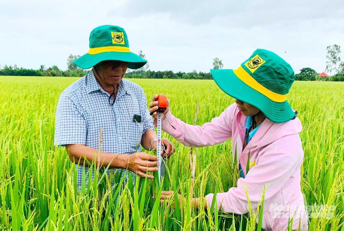 Cán bộ khuyến nông vùng ĐBSCL hướng dẫn kỹ thuật canh tác lúa phát thải thấp. Ảnh: Lê Hoàng Vũ. Cán bộ khuyến nông vùng ĐBSCL hướng dẫn kỹ thuật canh tác lúa phát thải thấp. Ảnh: Lê Hoàng Vũ.