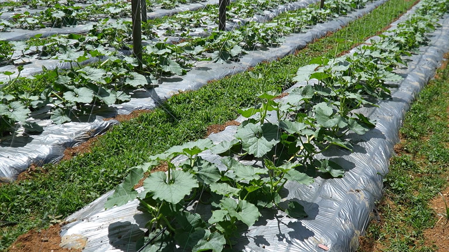 Những luống rau được phủ nilon để giữ ẩm và hạn chế sâu bệnh. Ảnh: Đức Bình.