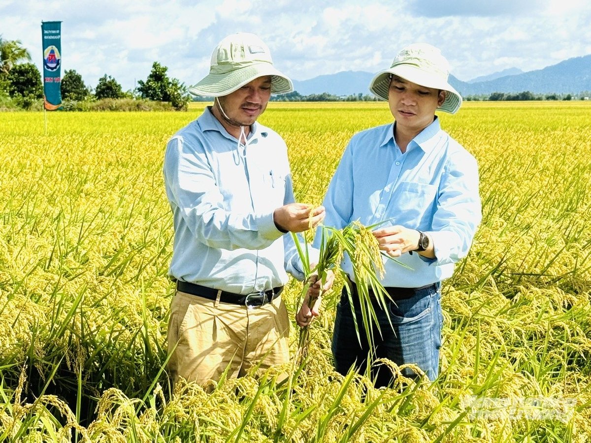 Bayer cam kết tiếp tục đồng hành, mở rộng và phát triển các mô hình canh tác lúa thông minh, giảm phát thải trong các năm tiếp theo. Ảnh: Lê Hoàng Vũ.