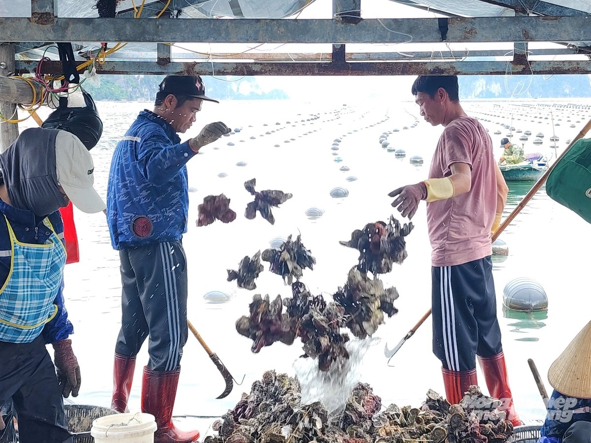 Công đoạn đầu tiên khi thu hoạch hàu: Hai thanh niên kéo dây hàu từ dưới nước lên rồi đẩy ra sau để người khác tách hàu ra khỏi cước. Ảnh: Cường Vũ. 
