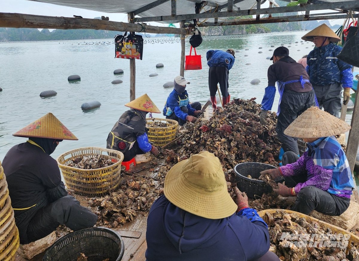 Chị em phụ nữ thường sẽ làm công việc gỡ hàu ra khỏi cước, phân loại hàu để cho vào lồng. Ảnh: Cường Vũ. 