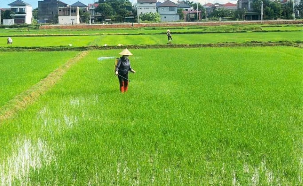 Nếu nông dân chủ quan không thực hiện đồng bộ các giải pháp phòng trừ, nguy cơ cao sẽ mất mùa vụ hè thu 2025. Ảnh: Thanh Nga.